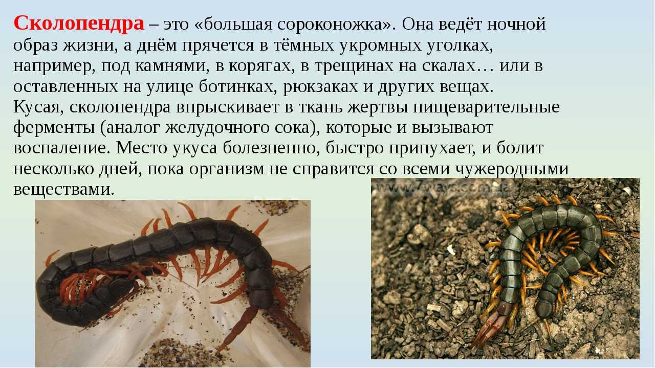 Кольчатая сколопендра - одна из самых обычных многоножек Средиземноморья Предпочитает темные влажные места, поселяется в открытой степи, в балках, оврагах Активный ночной хищник Охотится кольчатая сколопендра на беспозвоночных и позвоночных Яд для человек