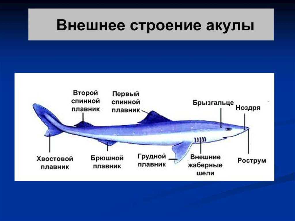 Железы хрящевых рыб. Внутреннее строение хрящевых рыб. Внутренне и внешнее строение хрящевых рыб. Строение акулы биология 7 класс. Внешнее строение хрящевых рыб 7 класс.