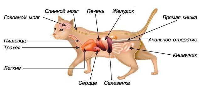 Анатомия кошки с фотографиями внутренних органов, строение кошек