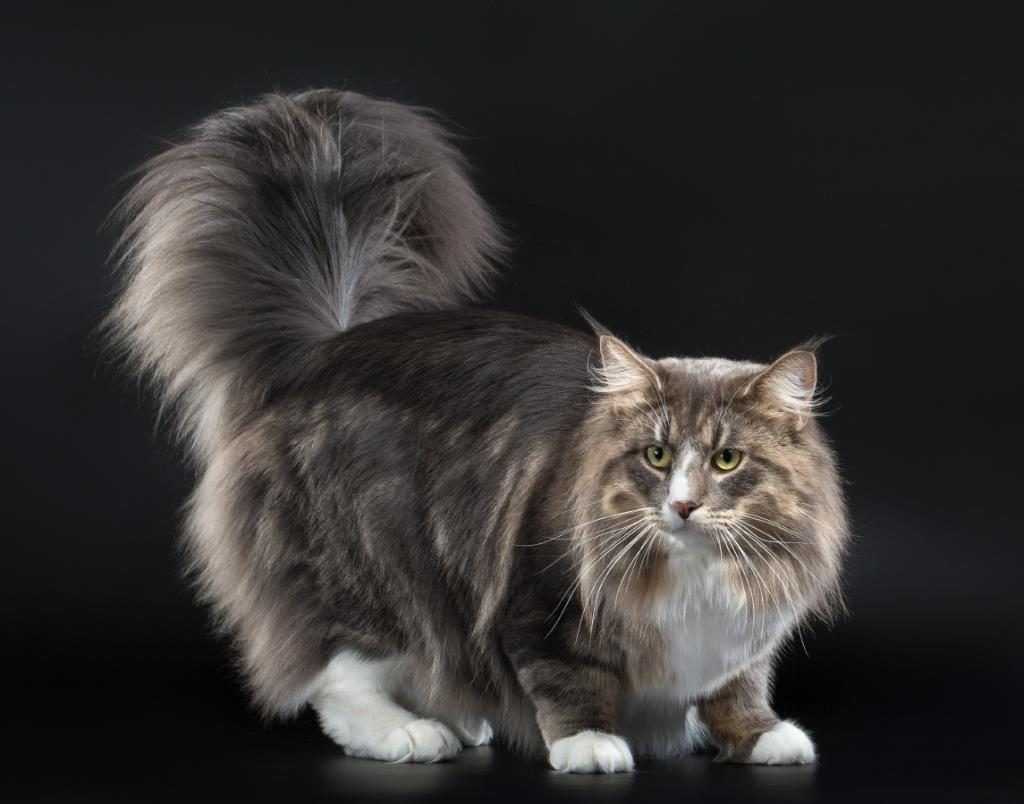 Норвежская лесная кошка – стандарт породы и особенности поведения
