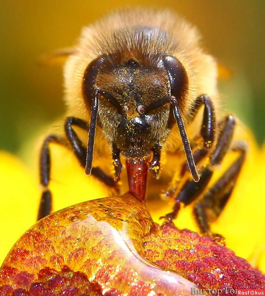 Пчелы и другие насекомые. Медоносная пчела. Пчеловодство. Шмель медоносный. Медоносная Оса. Пёла.