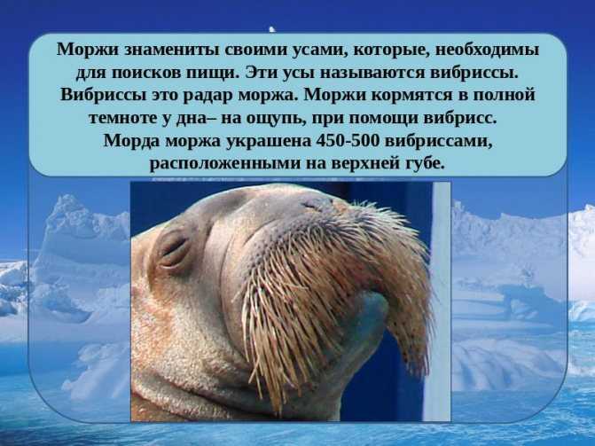 В какой среде живет морж