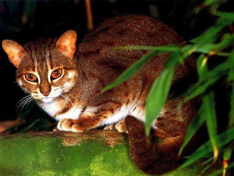 Ржавая кошка, или пятнисто-рыжая кошка prionailurus rubiginosus