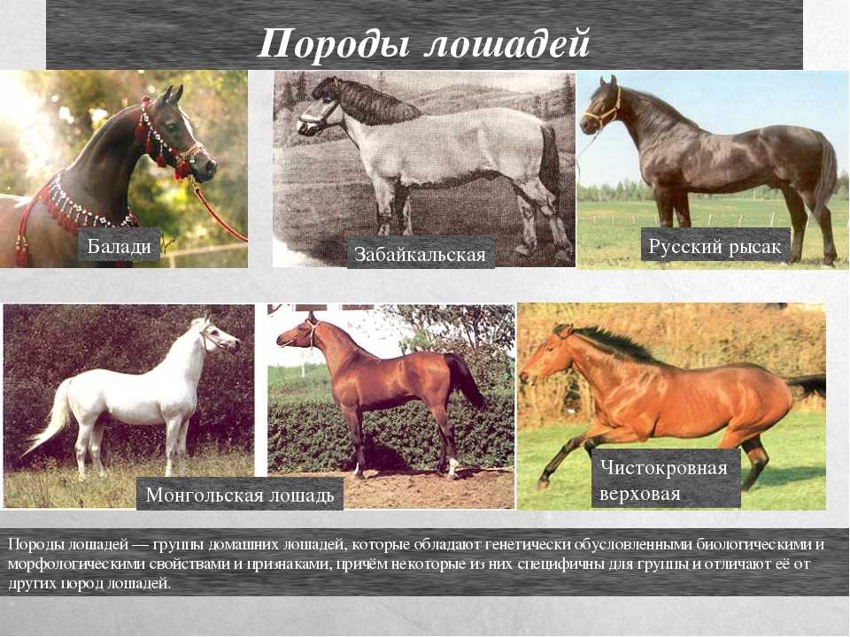 Русские верховые лошади