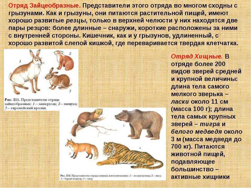 Класс млекопитающие: описание, виды, питание, поведение, размножение, роль и защита