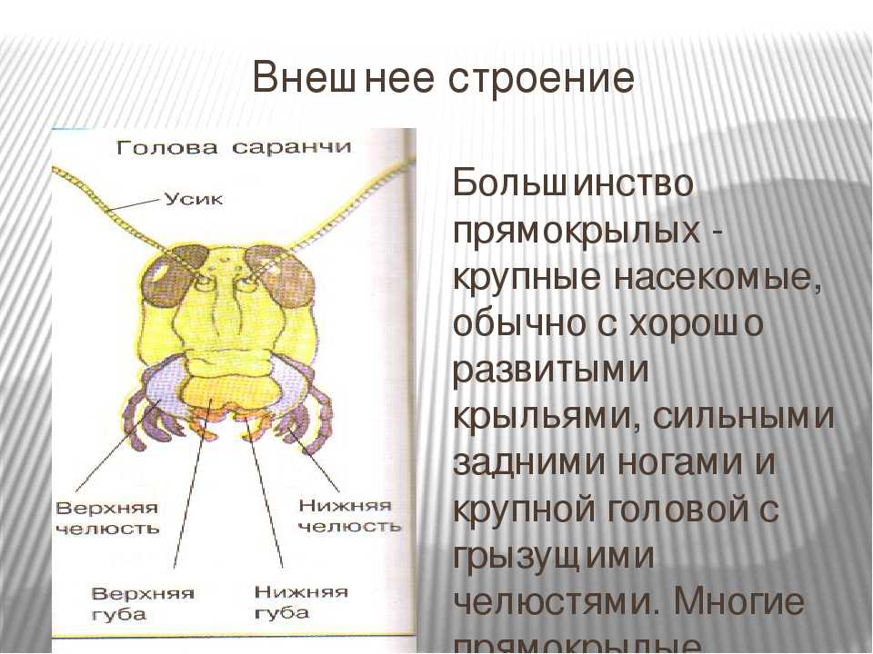 Саранча — насекомое-вредитель: описание, виды, где живет и чем питается предвестник бед и несчастий