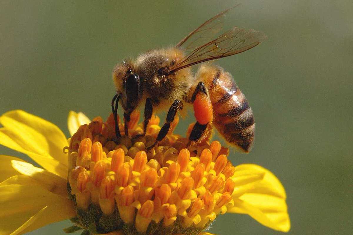 Классификация пчел 