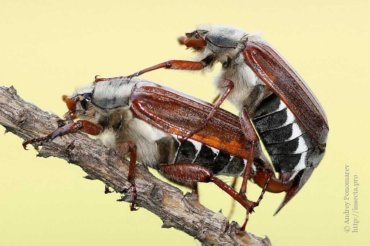 Майский жук отличие самца от самки фото