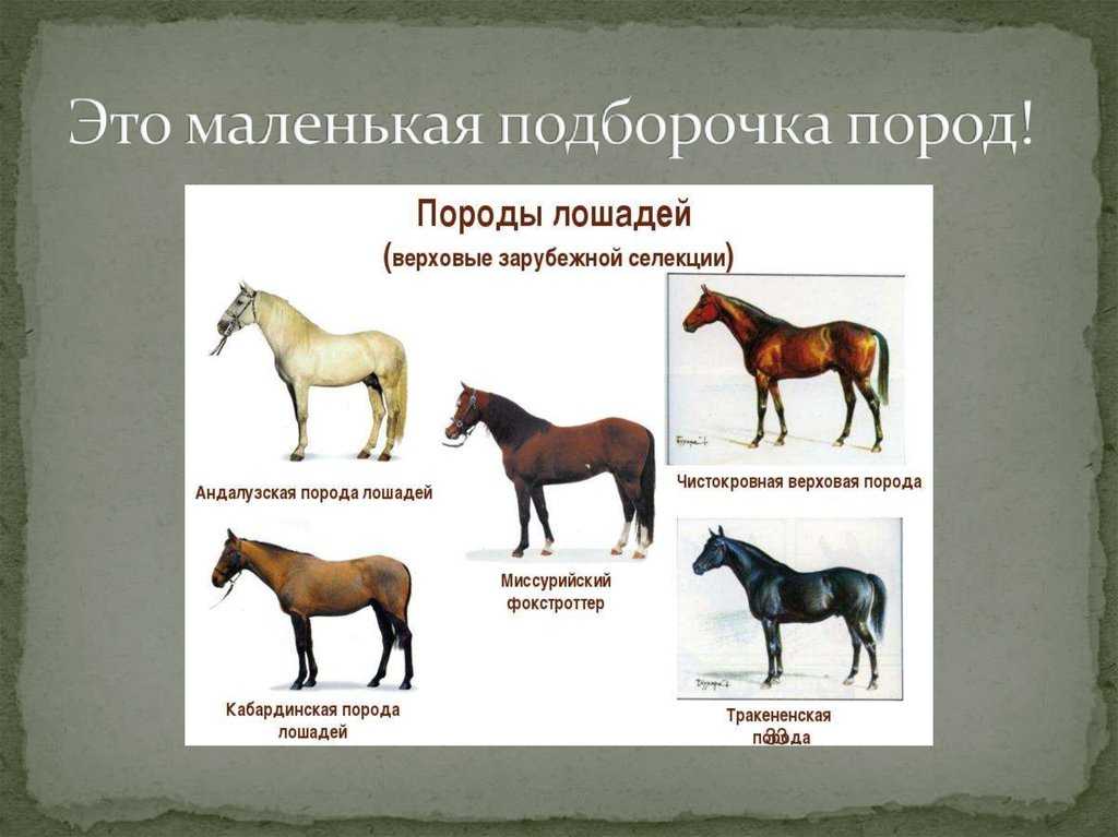 Чистокровная верховая лошадь: породы и фото