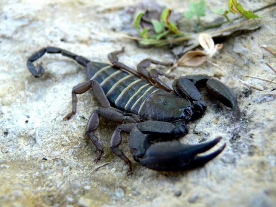 Сообщение о скорпионах - описание, характеристика и виды животного