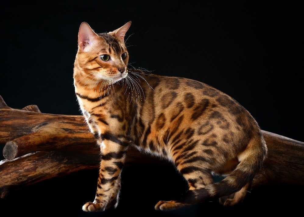 Бенгальский кот (фото): маленькая копия леопарда