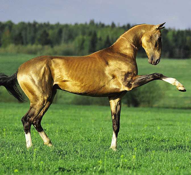 10 самых известных пород лошадей - zefirka