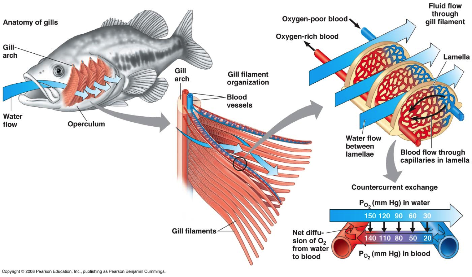 Жаберный аппарат костистой рыбы. Система органов дыхания рыб. Дыхательная система система рыб. Строение дыхательной системы рыб. Дыхание рыб в воде