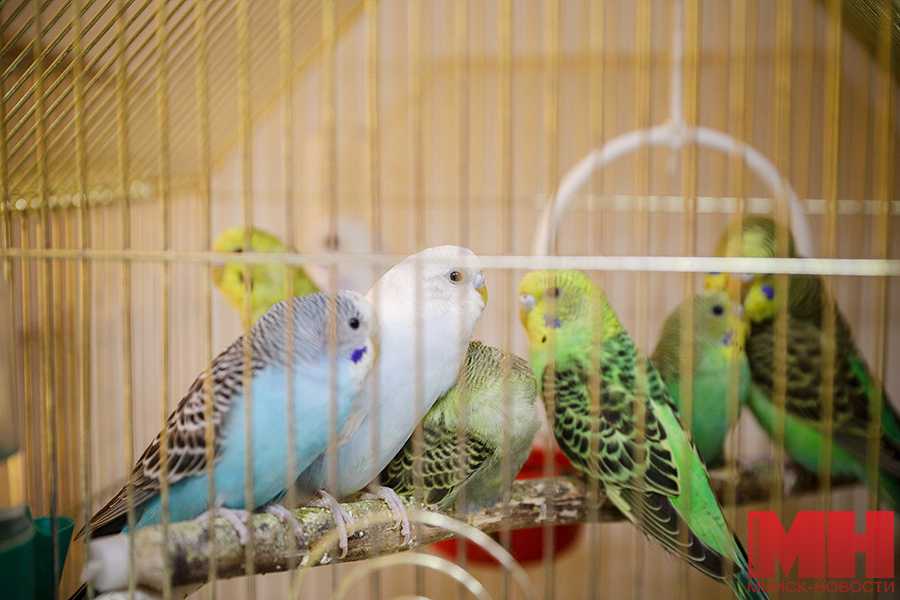 Какие попугаи самые дорогие и редкие в мире