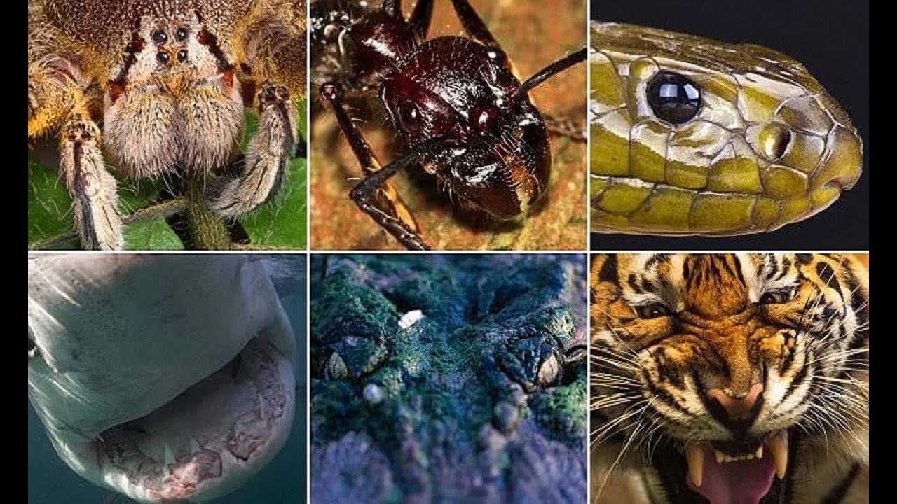 Топ 10 самых опасных животных в мире
