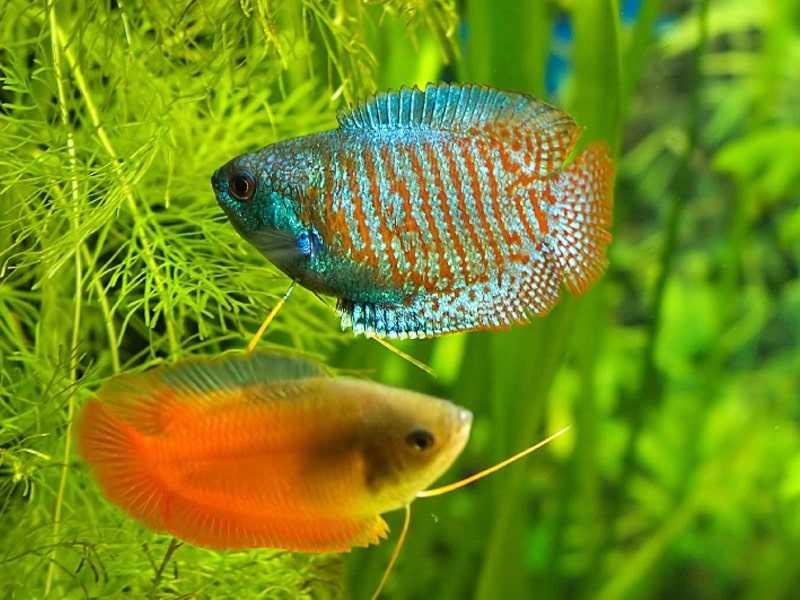 31 самых красивых аквариумных рыбок