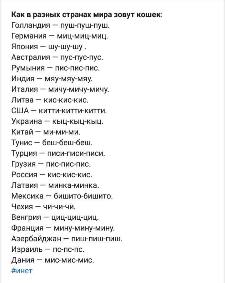Кис на русском языке