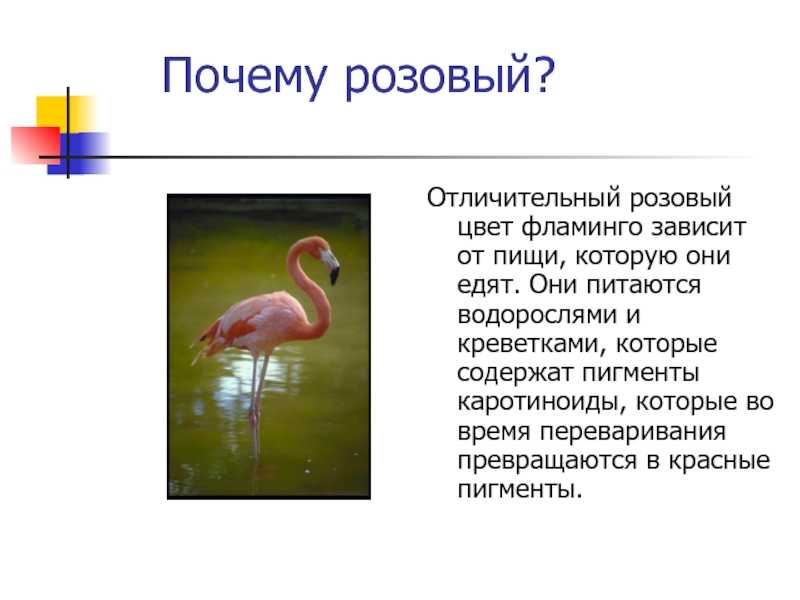 Розовый фламинго и почему фламинго розовые