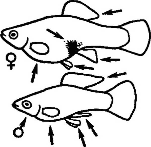 Как отличить самку рыб