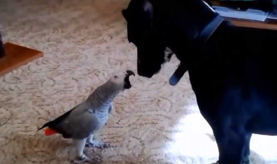 Как подружить попугая с кошкой или собакой