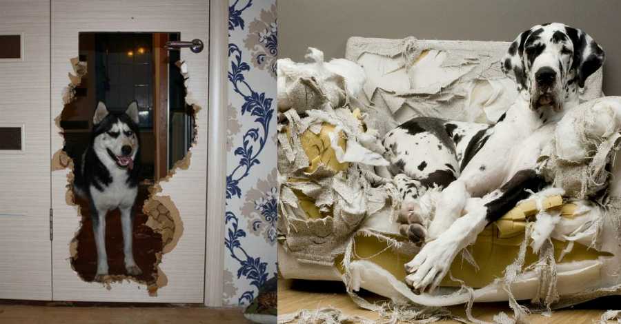 Как отучить собаку или щенка грызть мебель и вещи