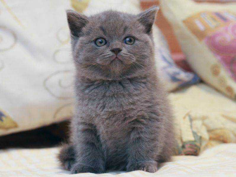 Шотландский котенок мальчик. Котята британские Шотландские серые прямоухие. Британец прямоухий котенок. Котята британские прямоухие чистокровные. Сибирские голубые котята.