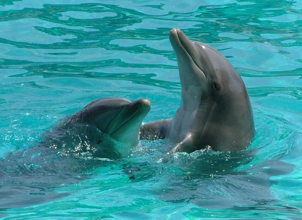 Дельфины - описание дельфинов и образ жизни