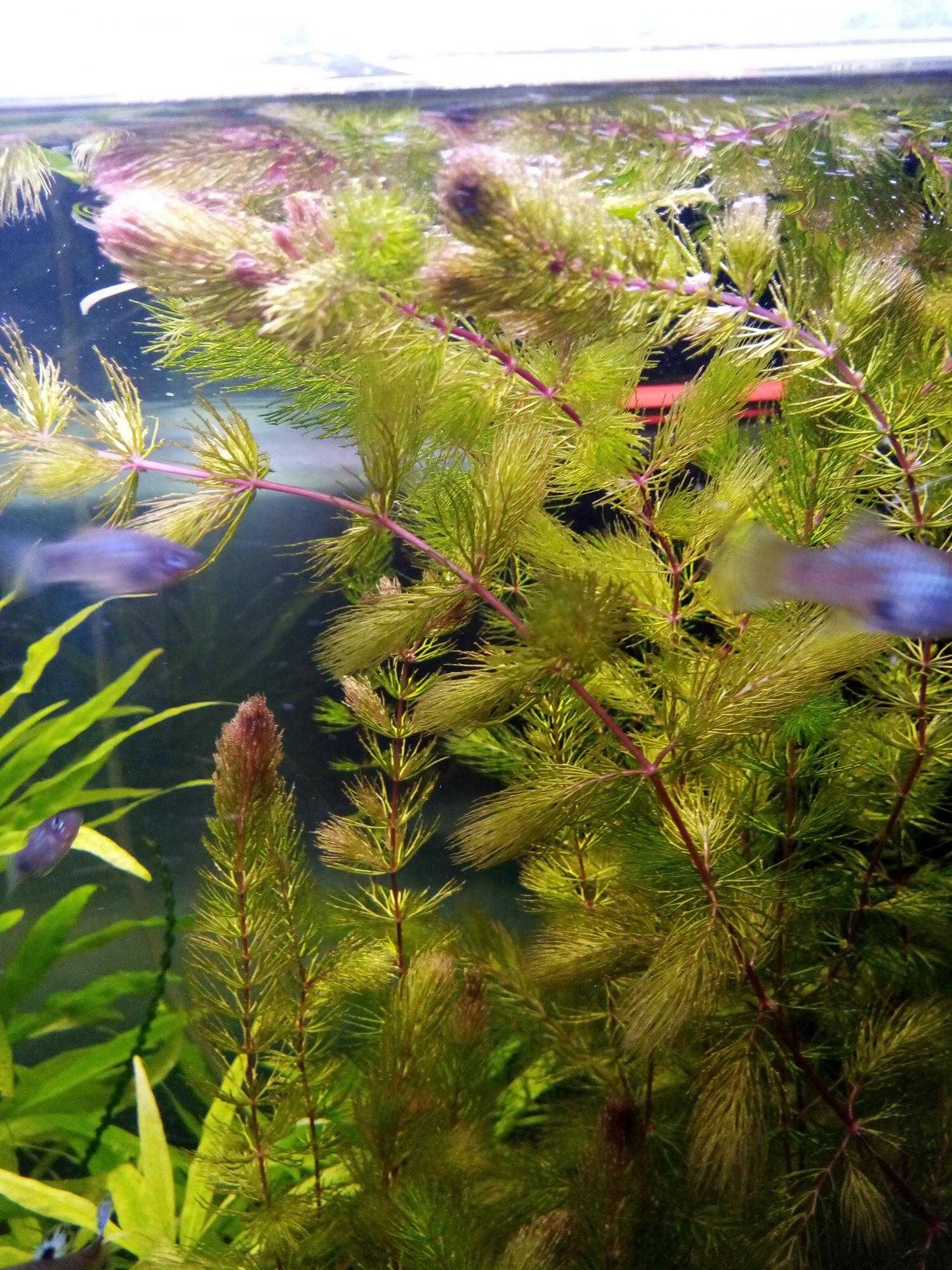 Выбираем растения для аквариума: 28 популярных вида