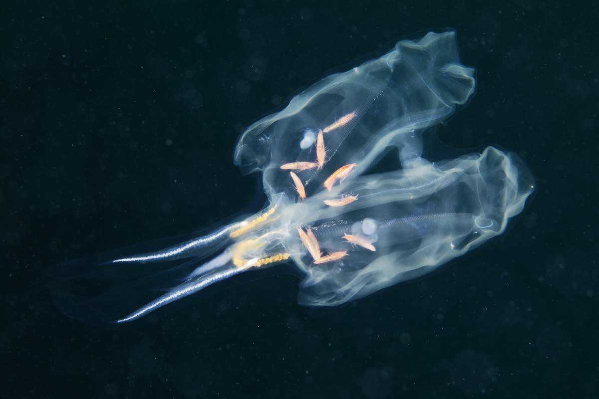 Сальпы - класс оболочников; свободно плавающие морские животные Играют большую роль в экологии моря Питаются фильтрованием Длина одиночных особей от 5 до 15 см, длина полиморфных колоний бочёночников может достигать 30–40 см Встречаются сальпы во всех оке