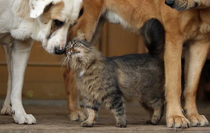 Как подружить кошку с собакой — способы и методы как приучить животных жить в одном доме (110 фото)