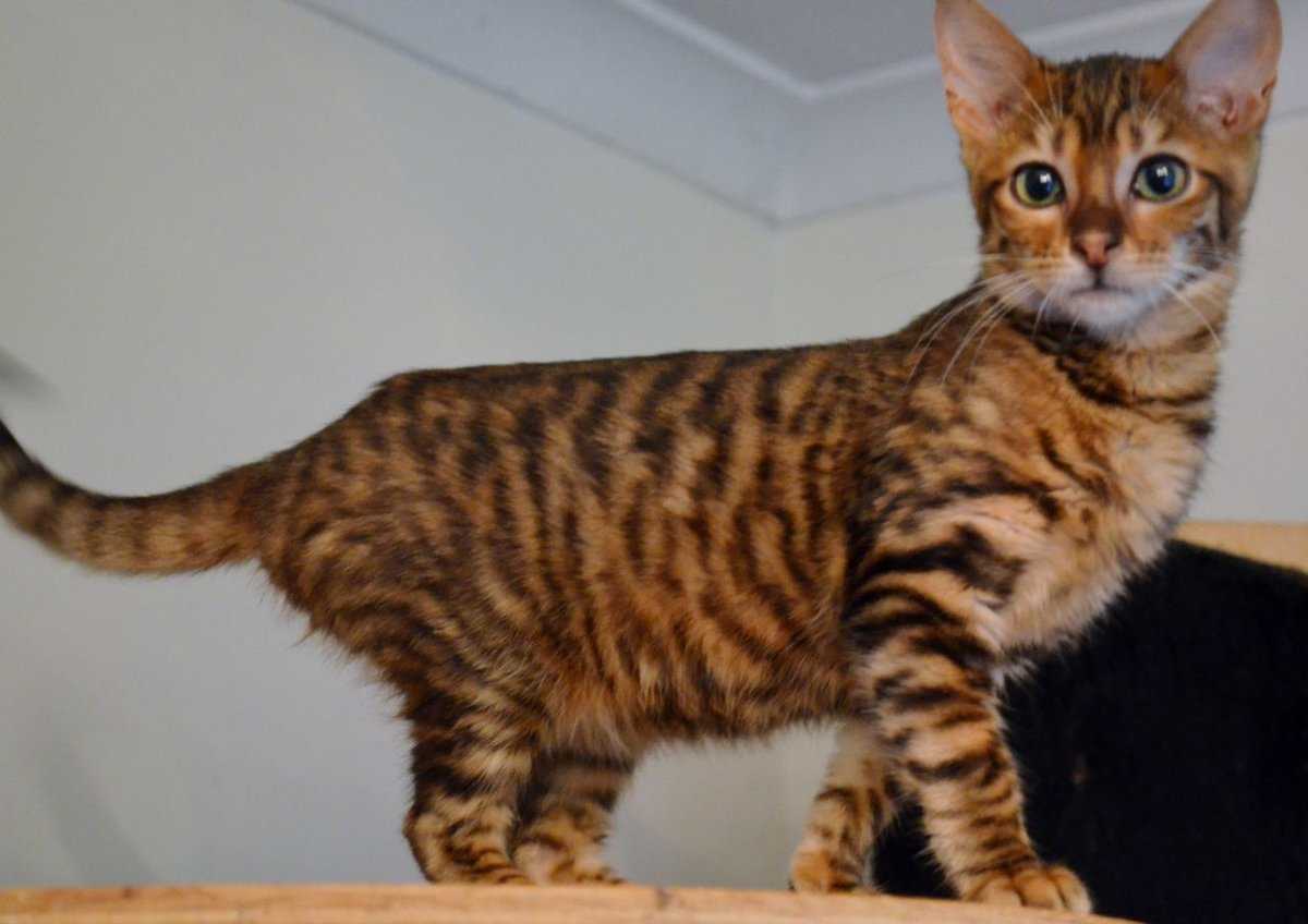 Тойгер кошка: фото и описание породы, характер животного, особенности содержания
