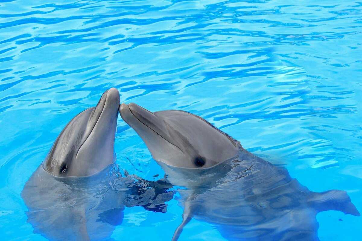 🚩 удивительный дельфин и интересные факты о нем: вы многого не знали