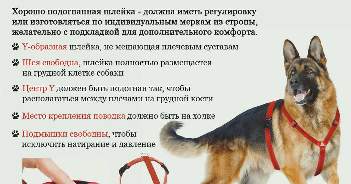 Шлейка для собак: как выбрать, пользоваться и сочетать с поводком-рулеткой