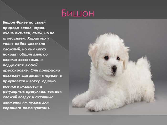 Бишон фризе: описание породы собак, отзывы, плюсы и минусы, уход и содержание | zoosecrets