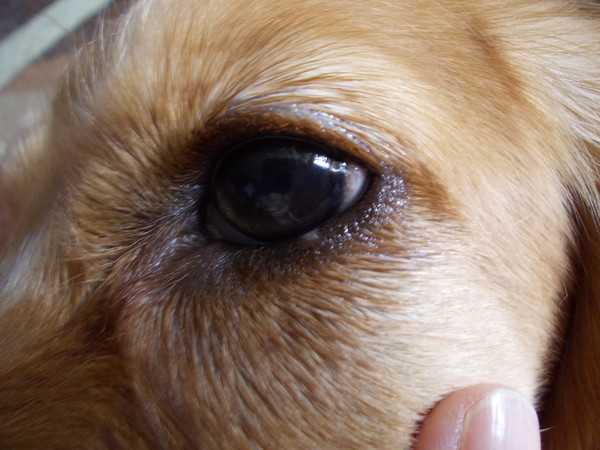 Как и чем можно промыть глаза собаке — советы и рекомендации