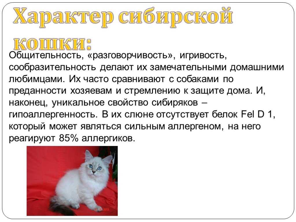 Сибирская порода кошек: характер, описание, стоимость, фото