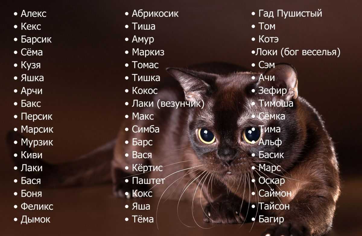 Сборник имен для котов на букву Я с расшифровкой значений имен и страны происхождения