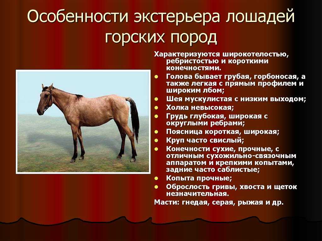Орловский рысак: описание породы лошадей, характеристика