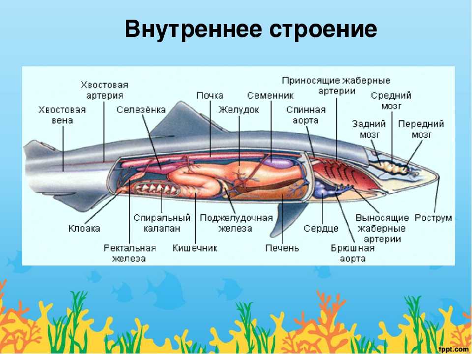 Внутреннее строение хрящевых. Выделительная система хрящевых рыб 7 класс. Класс хрящевые рыбы пищеварительная система. Пищеварительная система акулы схема. Внутреннее строение хрящевых рыб.