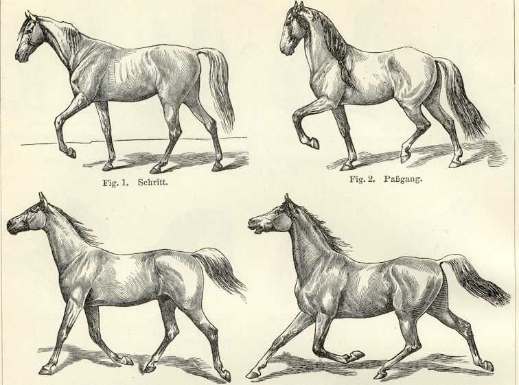 Все о беге лошади: разбираем различные виды
