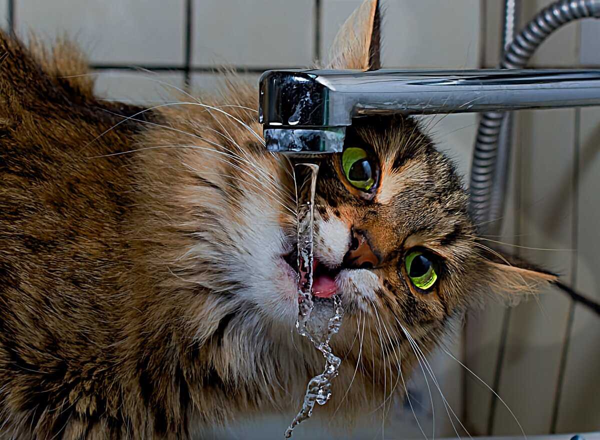 Что делать, если кошка не воду пьет?