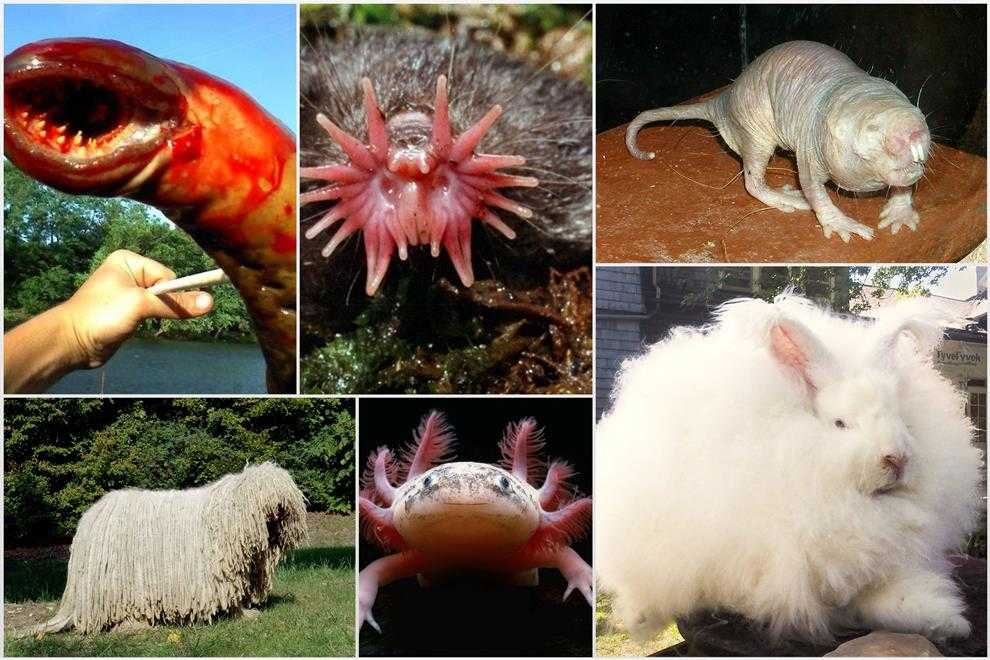 Самые необычные животные мира