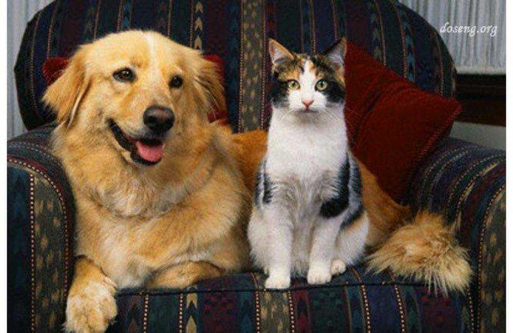 10 фильмов с кошками и собаками, которые греют душу