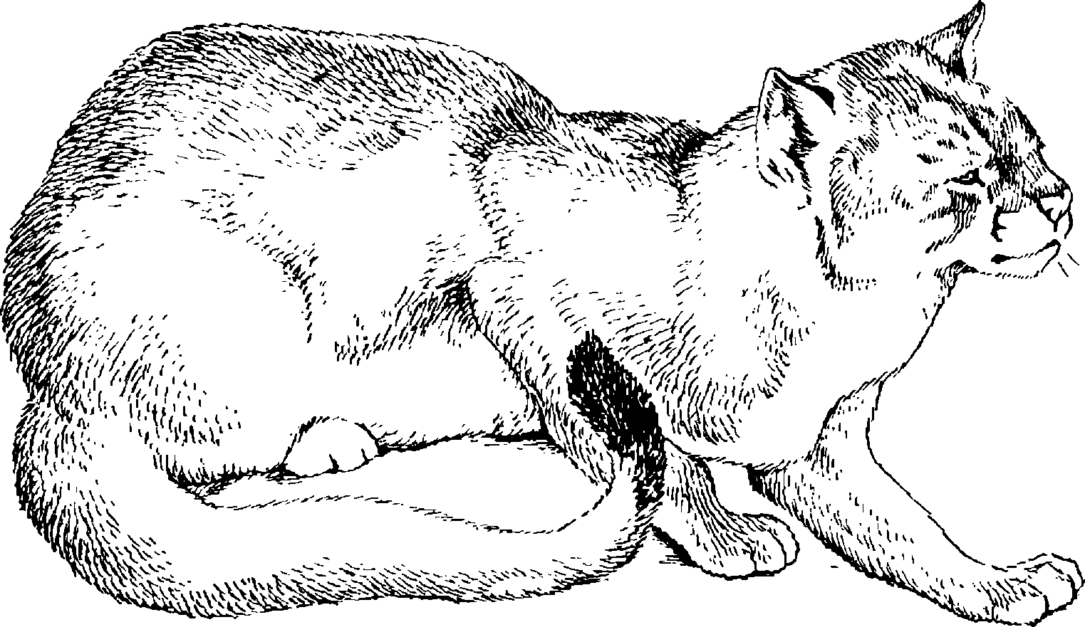 Степной кот. образ жизни и среда обитания степного кота