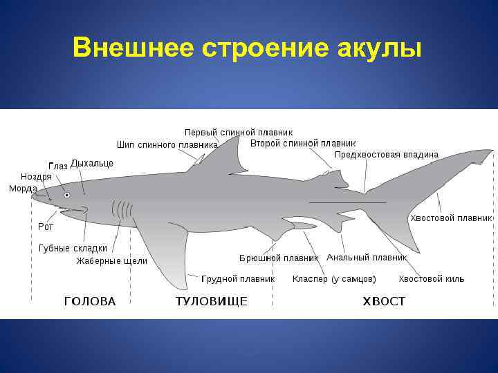 Рассмотрите рисунок на котором изображена акула в чем