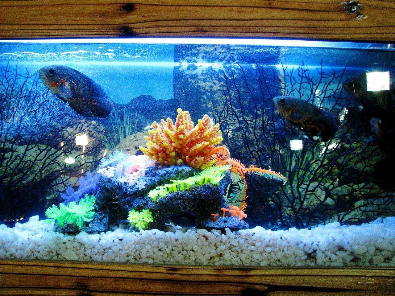 Самые неприхотливые аквариумные рыбки и растения, подходящие для маленьких аквариумов и начинающих аквариумистов