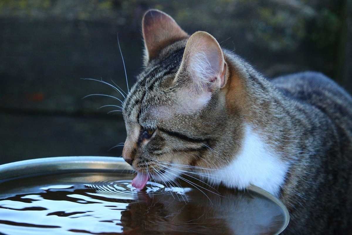Сколько в норме воды должна пить кошка? | ваши питомцы