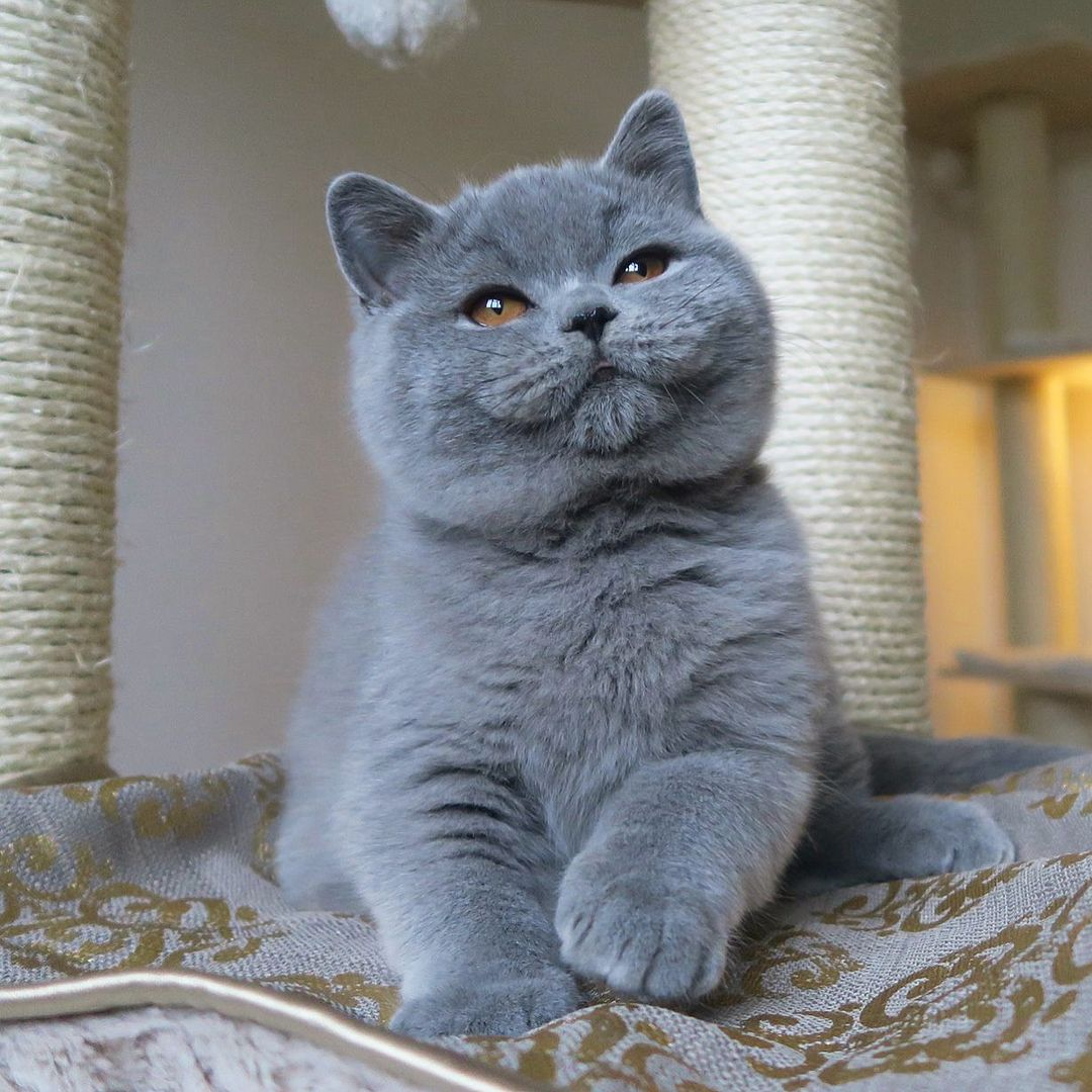 Британская короткошерстная кошка основные. Британская короткошёрстная кошка. Британская короткошёрстная кошка голубая. Британская короткошёрстная кошка шартрез. Шотландская голубая кошка прямоухая короткошерстная.