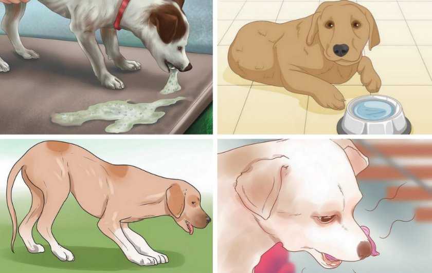 Рвота желчью у собаки - причины и лечение