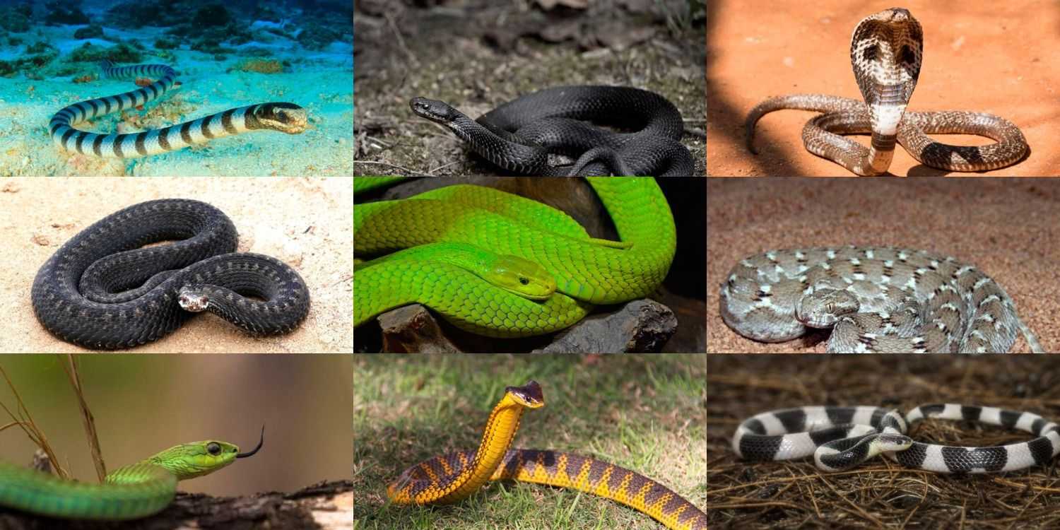 ядовитые змеи картинки с названиями